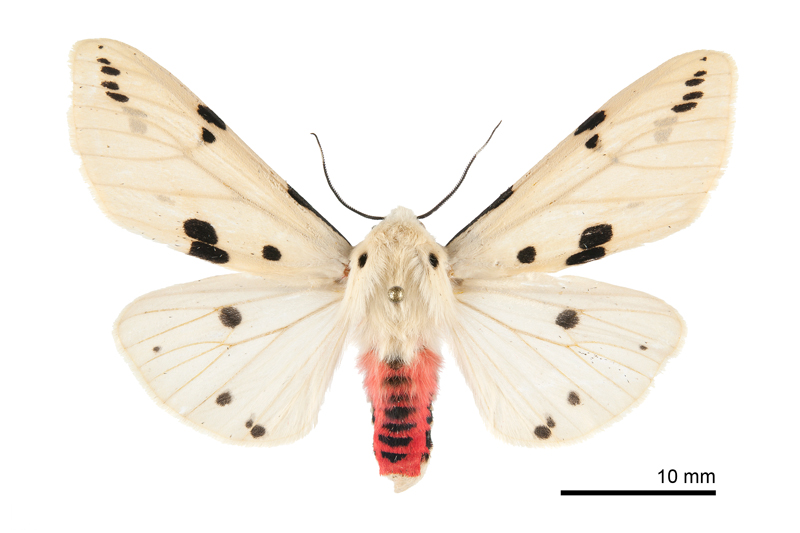 Spilarctia alba kikuchii Male